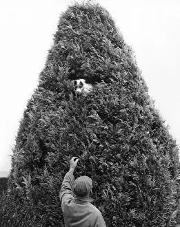 Man with Jack Russell Terrier in a tree