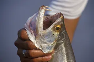 Man keeps a predatory fish caught in the Amazon