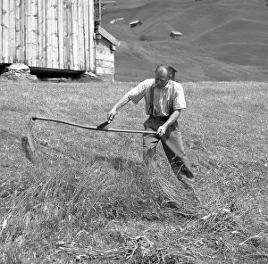 Man mowing cereals, wheat harvest