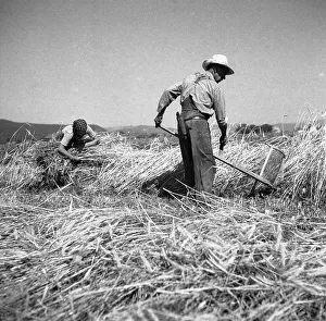 Man mows grain, the woman collects the harvest