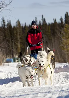 Man, musher running, driving a dog sled
