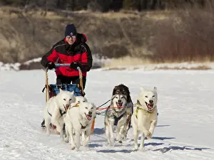 Man, musher running, driving a dog sled