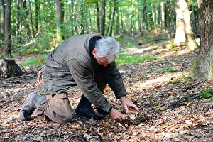 Man picking Penny bun (Boletus edulis)