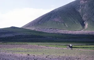 Man ploughing land with a donkey Subsistence farming, Lanzarote, Canary Islands, Spain 1979
