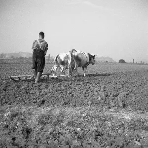 Man ploughs field with tense cows, ca
