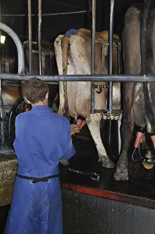 Man putting cups on a dairy cow in the milking parlour of a rotary dairy