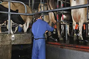 Man putting cups on a dairy cow in the milking parlour of a rotary dairy
