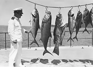 Man, sailor posing with various captured groupers and mackerel
