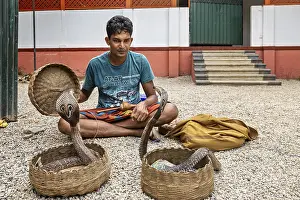A man sits on a gravel floor with two wicker baskets and two cobras in a traditional performing situation