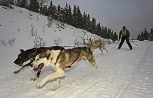 Man skijoring, three running sled dogs