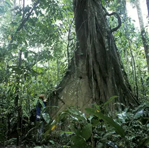 Man standing in front of giant trees in Tambopata National Park in the Amazon Basin