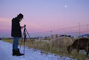 Man stands in front of the evening sky and photographs a flock of sheep