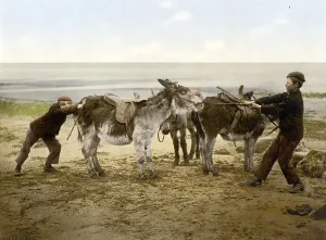 Man trying to persuade some stubborn donkeys to move