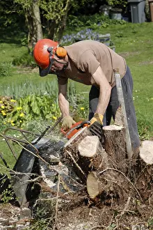 Man using chainsaw to cut down tree stump