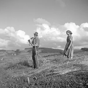 Man and woman harvesting grain, da