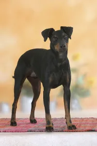 Manchester-Terrier