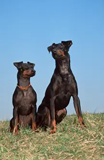 Manchester Terrier, Pair