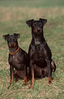 Manchester Terrier, Pair