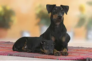 Manchester Terrier with puppy, 8 weeks, detachable