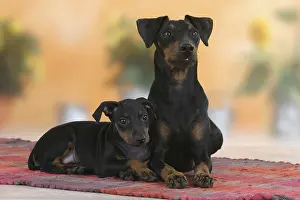Manchester Terrier with puppy, 8 weeks, detachable