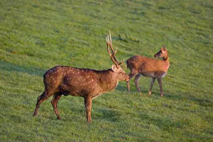 A Manchurian sika deer stag and a female (or Dybowski's sika deer)