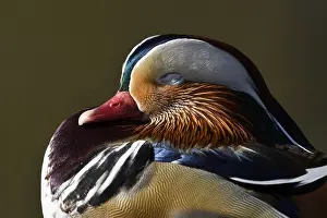 Mandarin Duck (Aix galericulata)