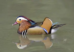 Mandarin Duck (Aix galericulata)