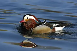 Mandarin duck (Aix galericulata)