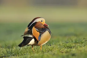 Mandarin duck (Aix galericulata)