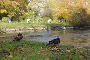 Mandarin duck (Aix galericulata)