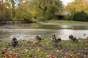 Mandarin duck (Aix galericulata)