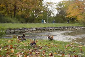 Mandarin duck (Aix galericulata)