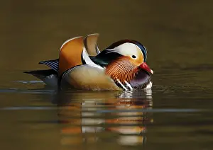 Mandarin duck, Aix galericulata