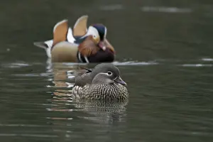 Mandarin duck (Aix galericulata) adult female and male birds on a lake