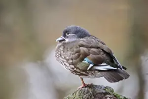 Mandarin duck (Aix galericulata) female