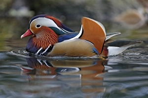 Mandarin duck (Aix galericulata) floats in the water