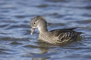 Mandarin Duck (Aix galericulata) introduced species