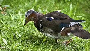 Framed Print : Mandarin duck (Aix galericulata) looking for food in the green grass