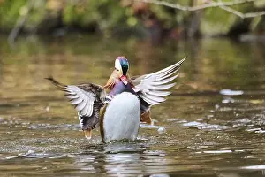 Mandarin duck (Aix galericulata) male flapping wings on a lake