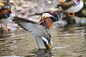 Mandarin duck (Aix galericulata) male flapping wings on a lake