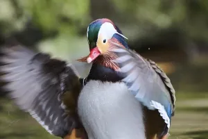 Mandarin duck (Aix galericulata) male flapping wings on a lake