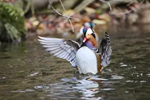 Mandarin duck (Aix galericulata) male flapping wings on a lake