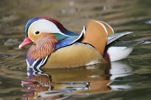Mandarin duck (Aix galericulata) male swimming on a lake