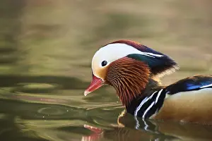 Mandarin duck (Aix galericulata) male swimming in a lake