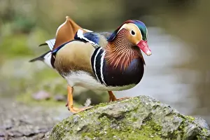 Mandarin duck (Aix galericulata) male swimming on a lake