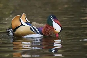 Mandarin duck (Aix galericulata) male swimming on a lake