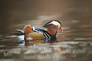 Mandarin duck (Aix galericulata) male swimming in a lake