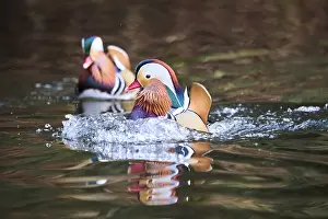 Mandarin duck (Aix galericulata) male swimming on a lake