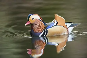 Mandarin duck (Aix galericulata) male swimming in water