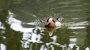 Mandarin duck (Aix galericulata) swimming on a calm pond with reflections of the surroundings